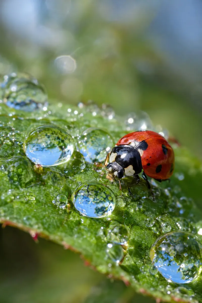 Macro photograph of a ladybug on a leaf covered in morning dew drops, each drop reflecting the garden, extremely shallow depth of field.